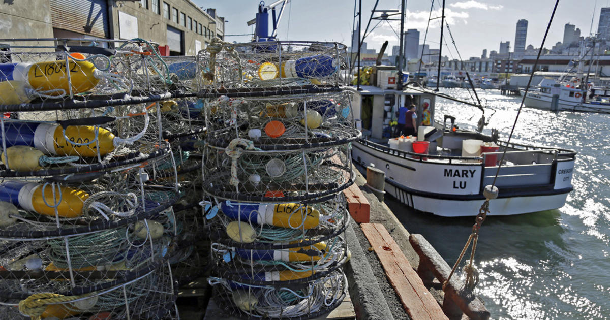 Thanksgiving Downer Commercial Dungeness Crab Season Delayed Into Mid