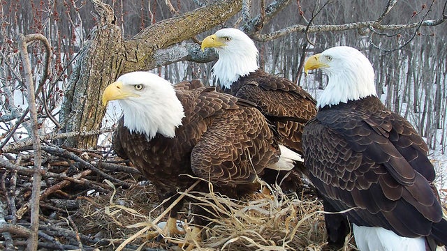 baldeagletrio.jpg 