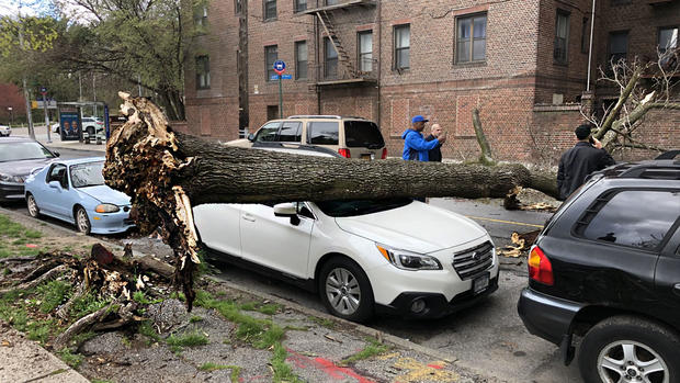 Tree Blown Down By Wind In Queens 