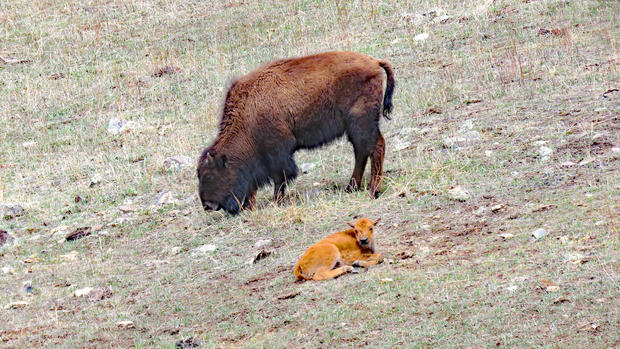 Baby Bison (Red Dog) 2 (credit Mike Quaintance) 