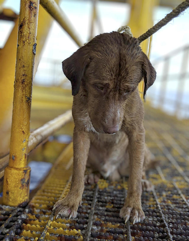 Dog rescued after swimming to oil rig 135 miles off shore in Gulf of  Thailand - CBS News