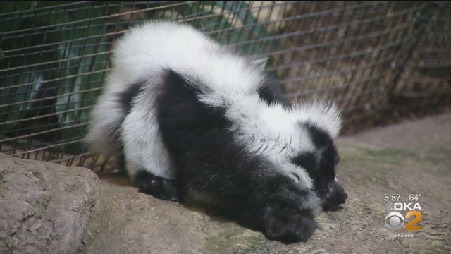 lemurrr.jpg 