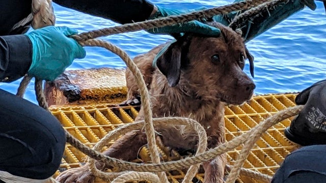 Thailand Rescued Dog 