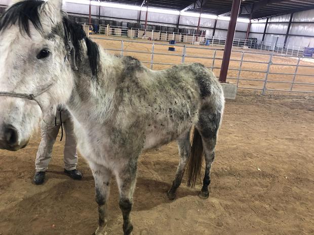 Horse Neglect Warrant 3 (El Paso Cnty SO) 