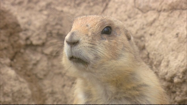 boulder-prairie-dogs-10pkg_frame_2542.jpg 