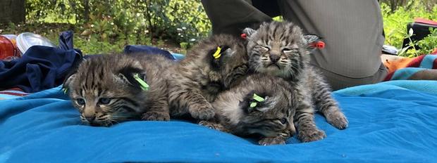 Bobcat Who Survived Woolsey Fire Gives Birth To Litter Of Kittens In Westlake Village 