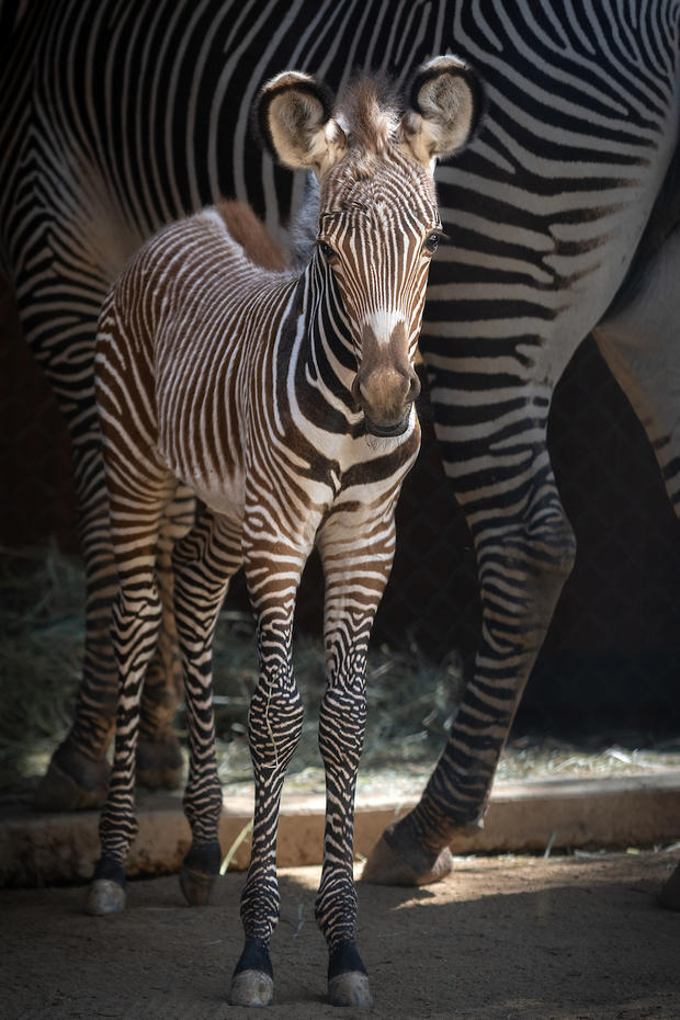 Grevy's Zebra Foal - Photo by Jamie Pham 