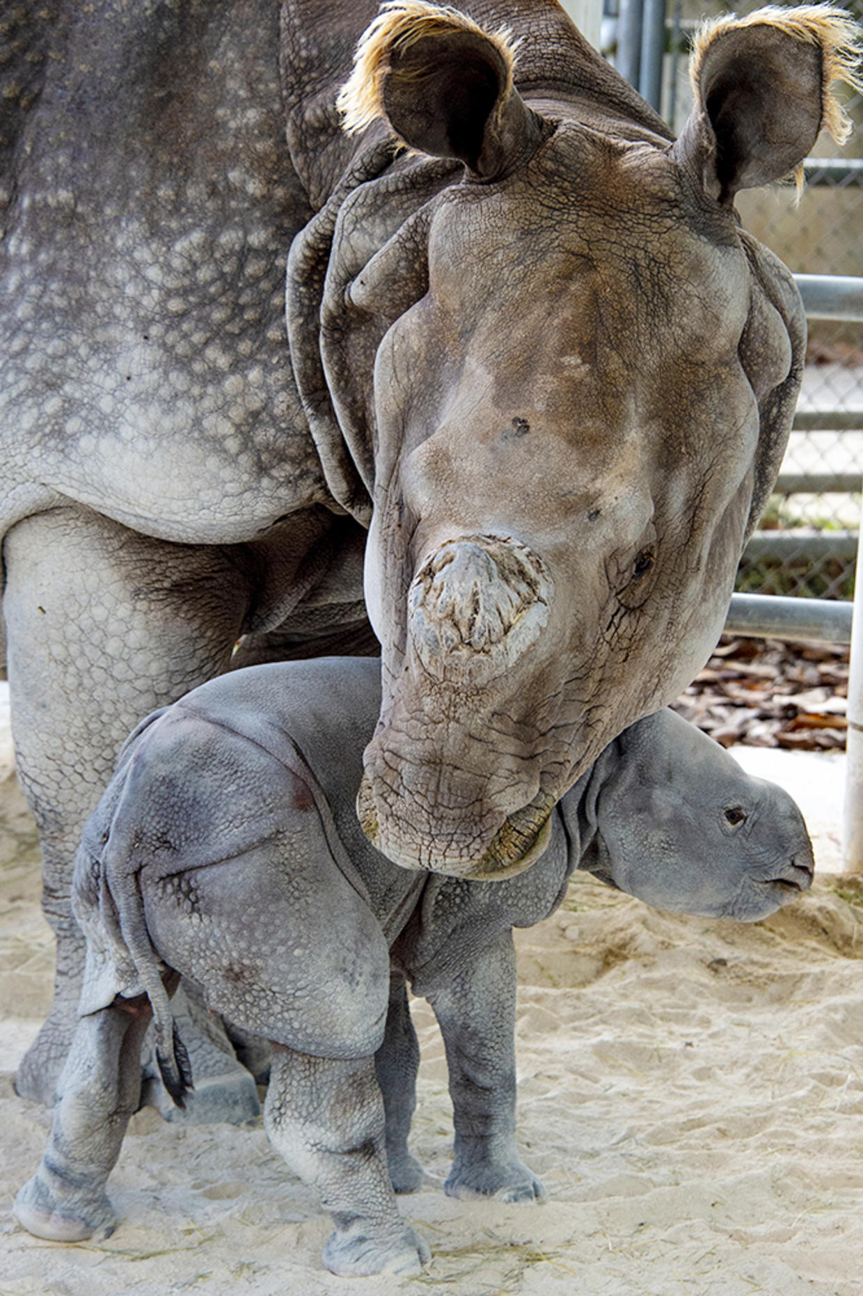 Zoo Miami's Ron Magill On Historic Indian Rhinoceros Birth - CBS Miami