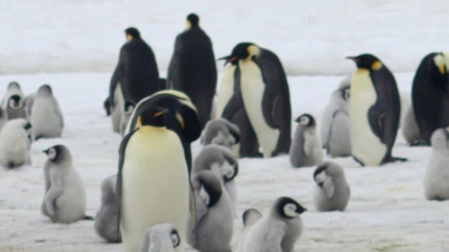 antartic-penguins.jpg 