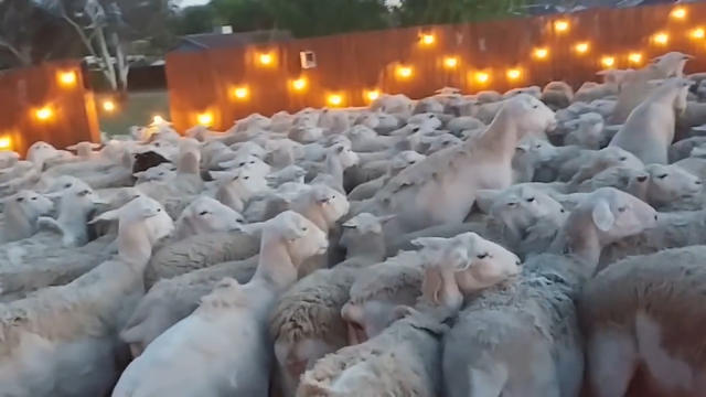 sheep.jpg 