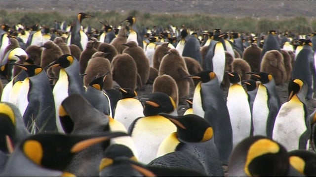 0425-en-penguins-creid.jpg 