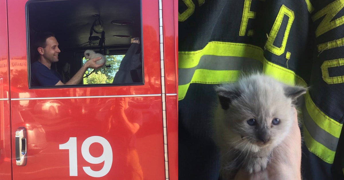 Firefighters Rescue Kitten Stuck In Engine Compartment CBS Sacramento