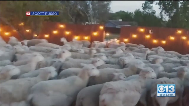 sheep-overwhelm.jpg 