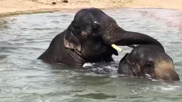 elephants-swim.jpg 