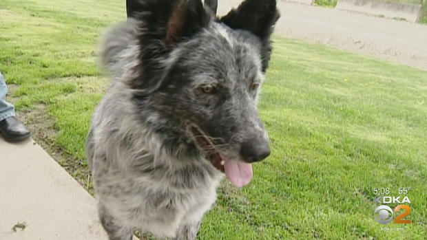 hempfield township dog rescue 