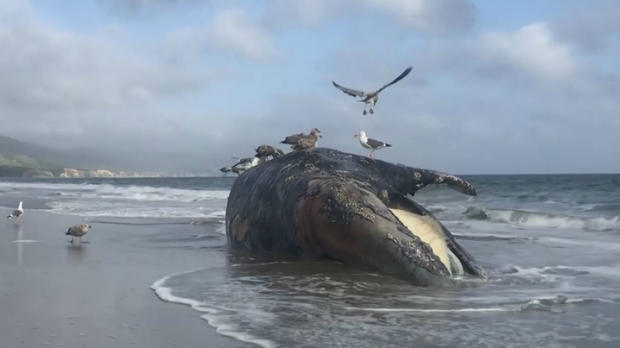 Dead gray whale found on Limantour Beach 
