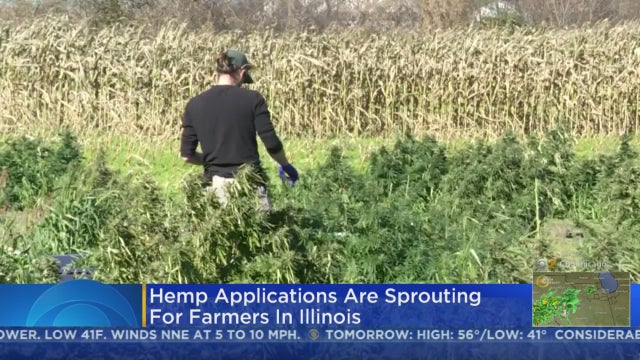 hemp.jpg 