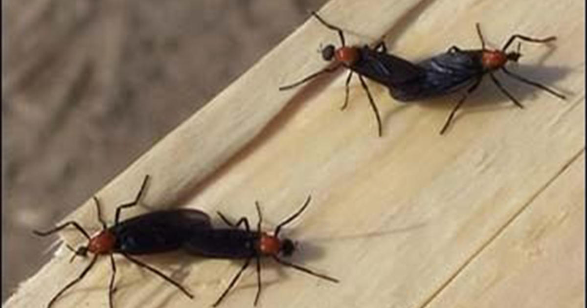 They're Back! Love Bugs Invade Florida Once Again - CBS Miami