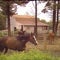 From 1990: Rescuing horses for adoption