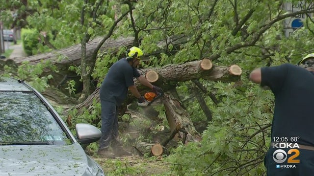 squirrel-hill-downed-tree.jpg 