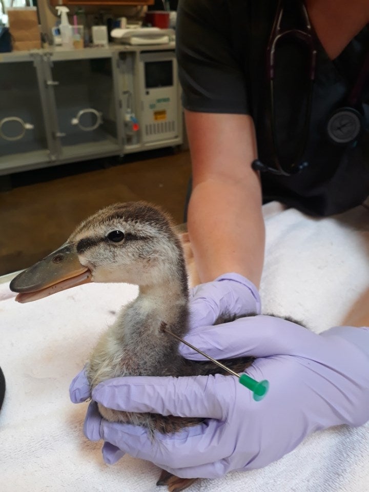 Duckling Rescued In Roseville With Blow Dart In Neck CBS Sacramento