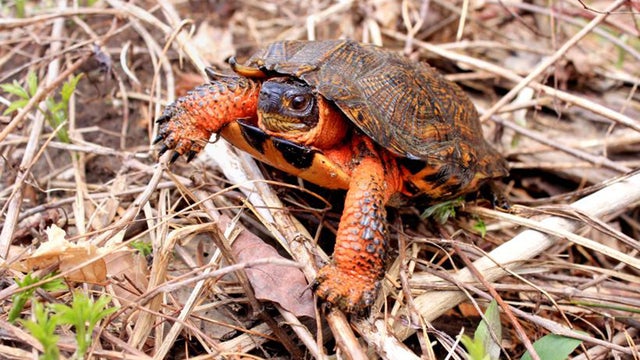 woodturtle.jpg 