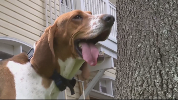dog stops intruder