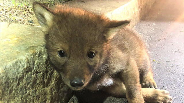 coyote-pup-rescue.jpg 