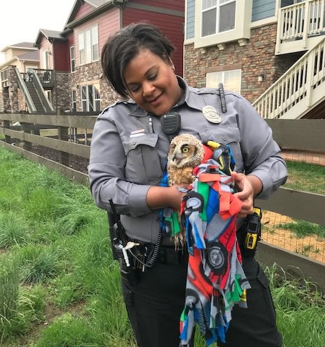 Lafayette owl rescue 