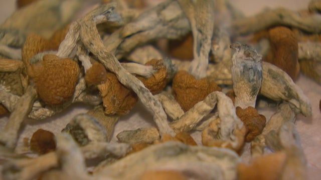 mushrooms-decriminalized-6pkg_frame_744.jpg 