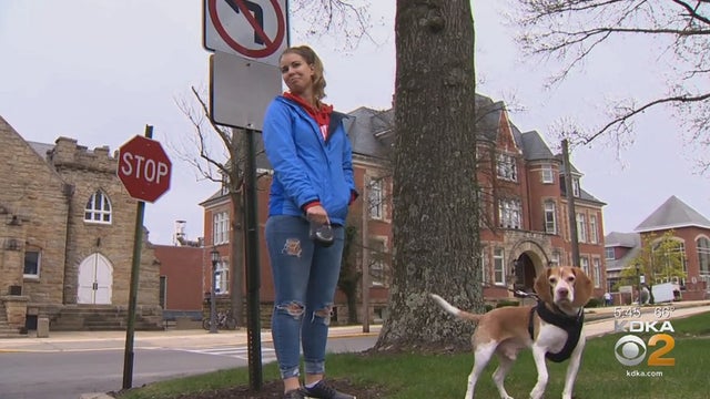 dog-at-college.jpg 