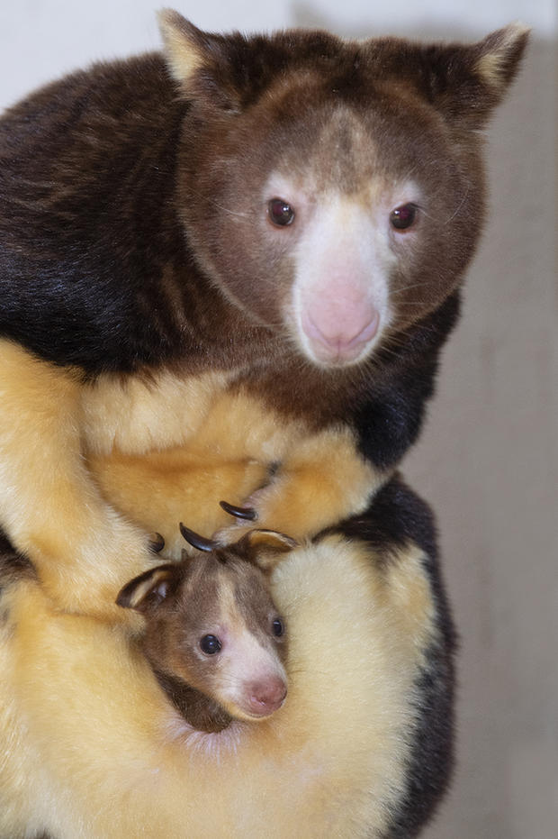 Endangered Tree Kangaroo Baby 
