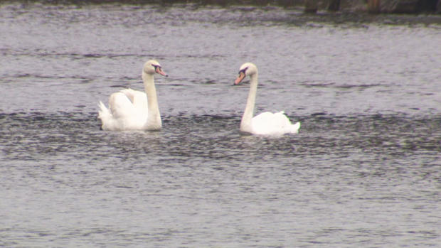 Romeo and Juliet Swans 