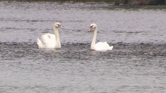 swans1.jpg 