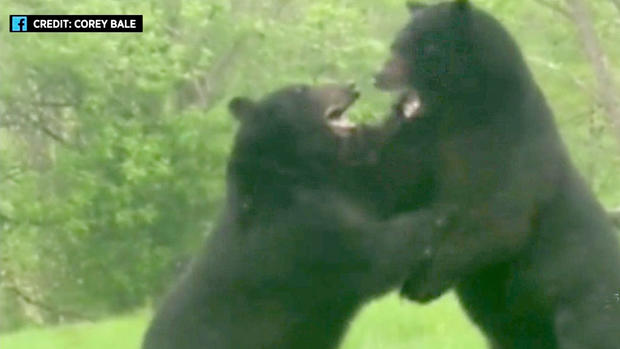 Bears Battling In New Jersey 