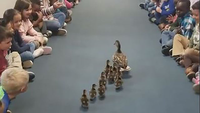 ducklings-featured.jpg 