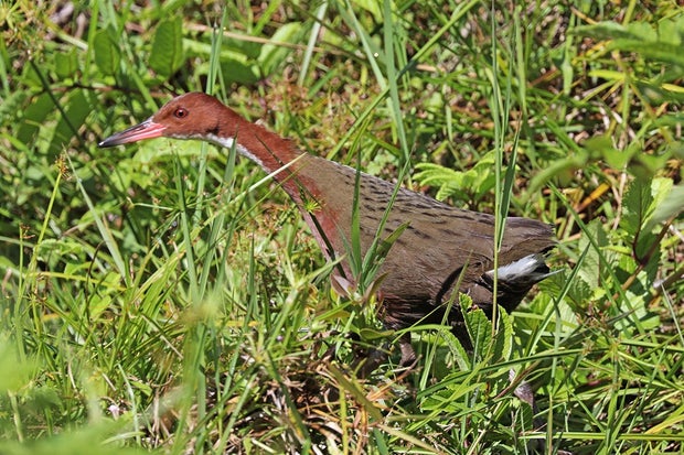 White-Throated Rail