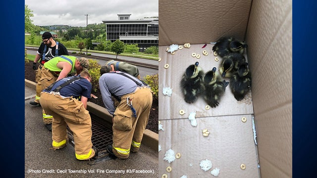 southpointe-duckling-rescue.jpg 