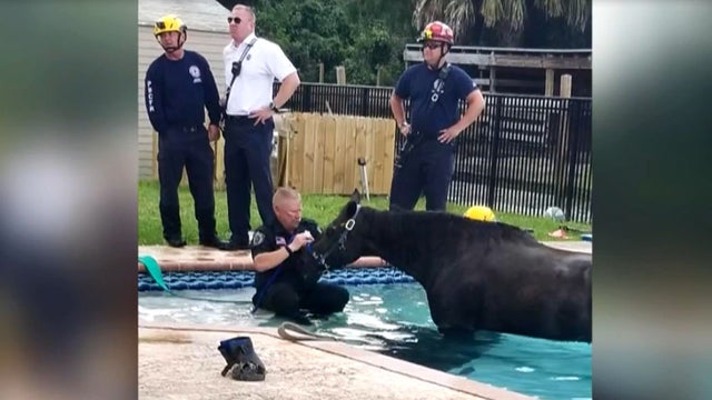 horse-in-pool.jpg 