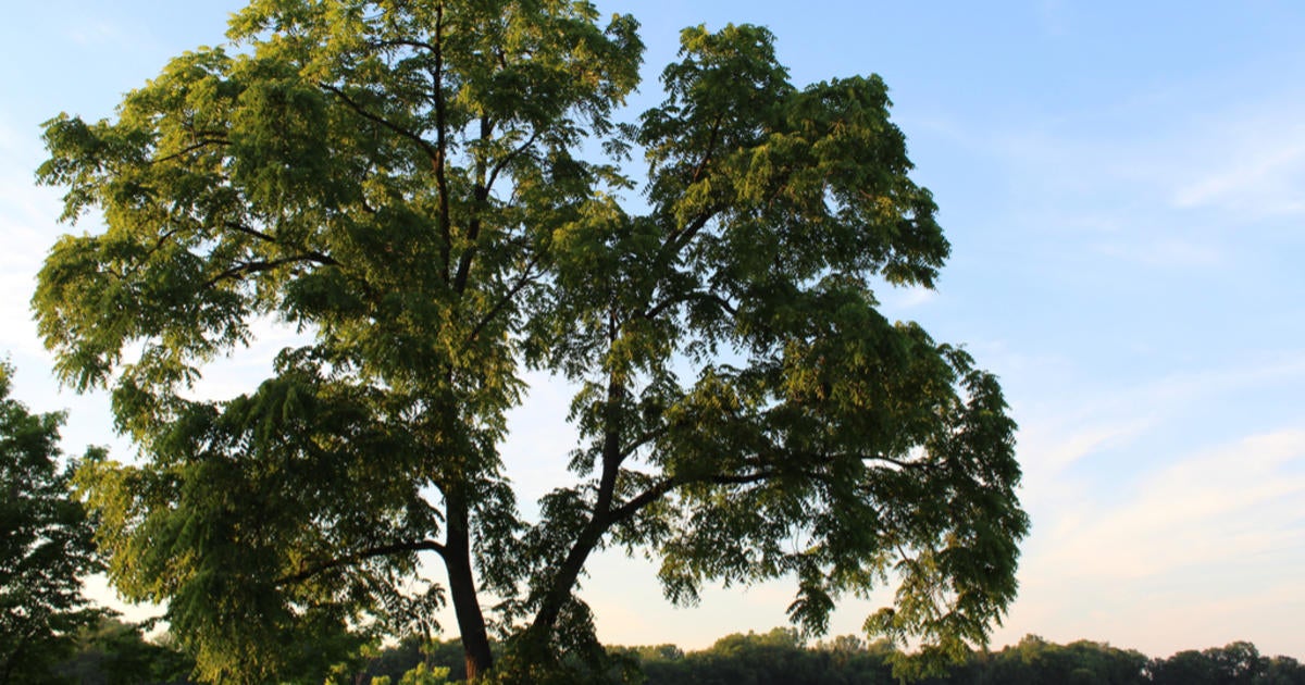 Can You Find The Biggest Tree in Michigan? - CBS Detroit