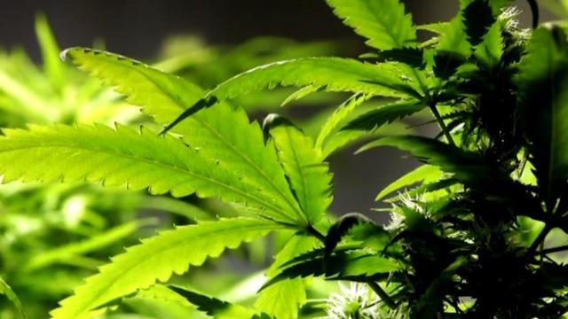 cbsn-fusion-marijuana-legalization-stalled-in-new-york-and-new-jersey-as-support-dwindles-thumbnail-1849963-640x360.jpg 