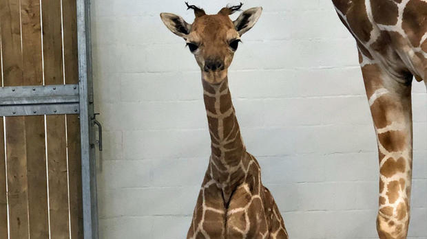 baby-giraffe 