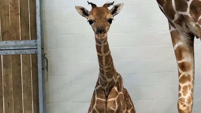 baby-giraffe.jpg 