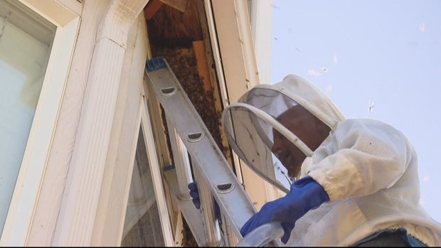 Bee Hive Removal LU5_frame_4991 