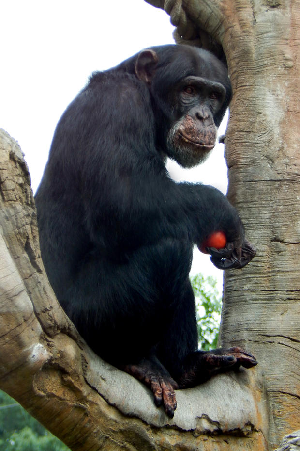 alex-the-chimpanzee-photo-by-potawatomi-zoo-1.jpg 