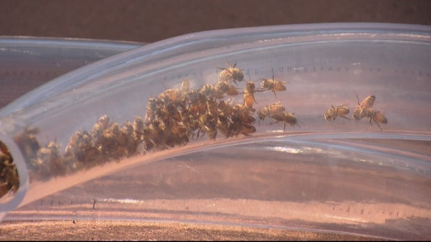 Bee Hive Removal LU5_frame_1284 