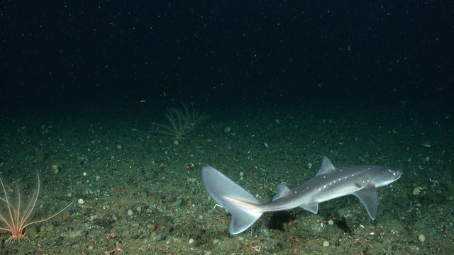 dogfish-shark.jpg 