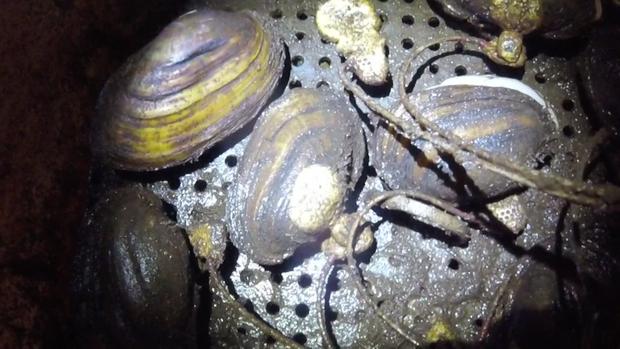 Mussels Used For Minneapolis Water Quality Testing 