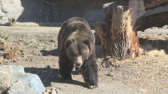 zoo-grizzly-exhibit-12vo_frame_277.jpg 