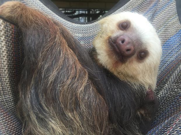 CMZoo Sloth Baby and Mom Chalupa 5.14 (1) (1) 